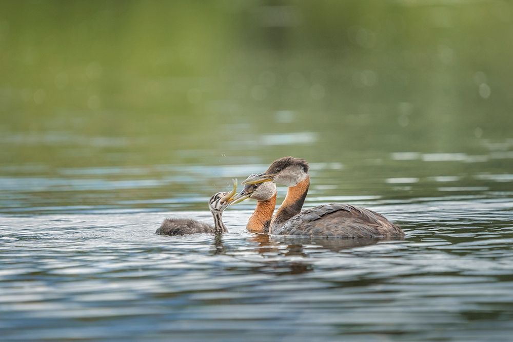 Washington State A Red-necked Grebe parent feeds fish to a chick on a lake in Okanogan County